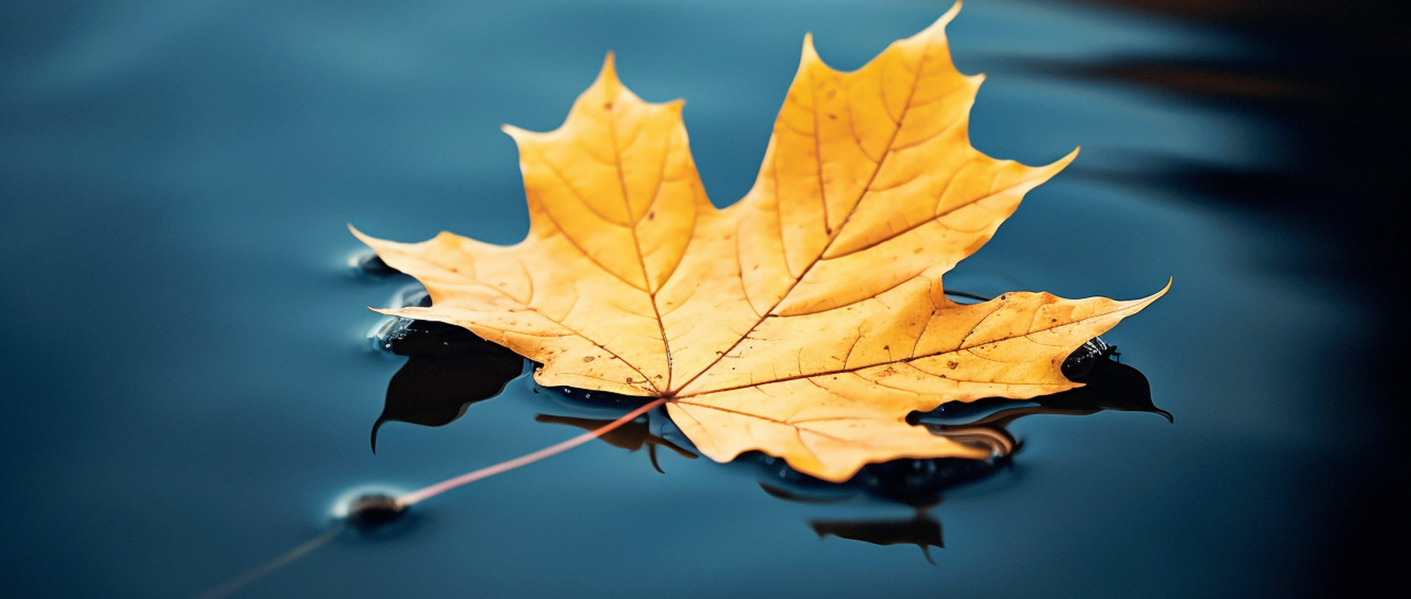 Animal Based In Your Face